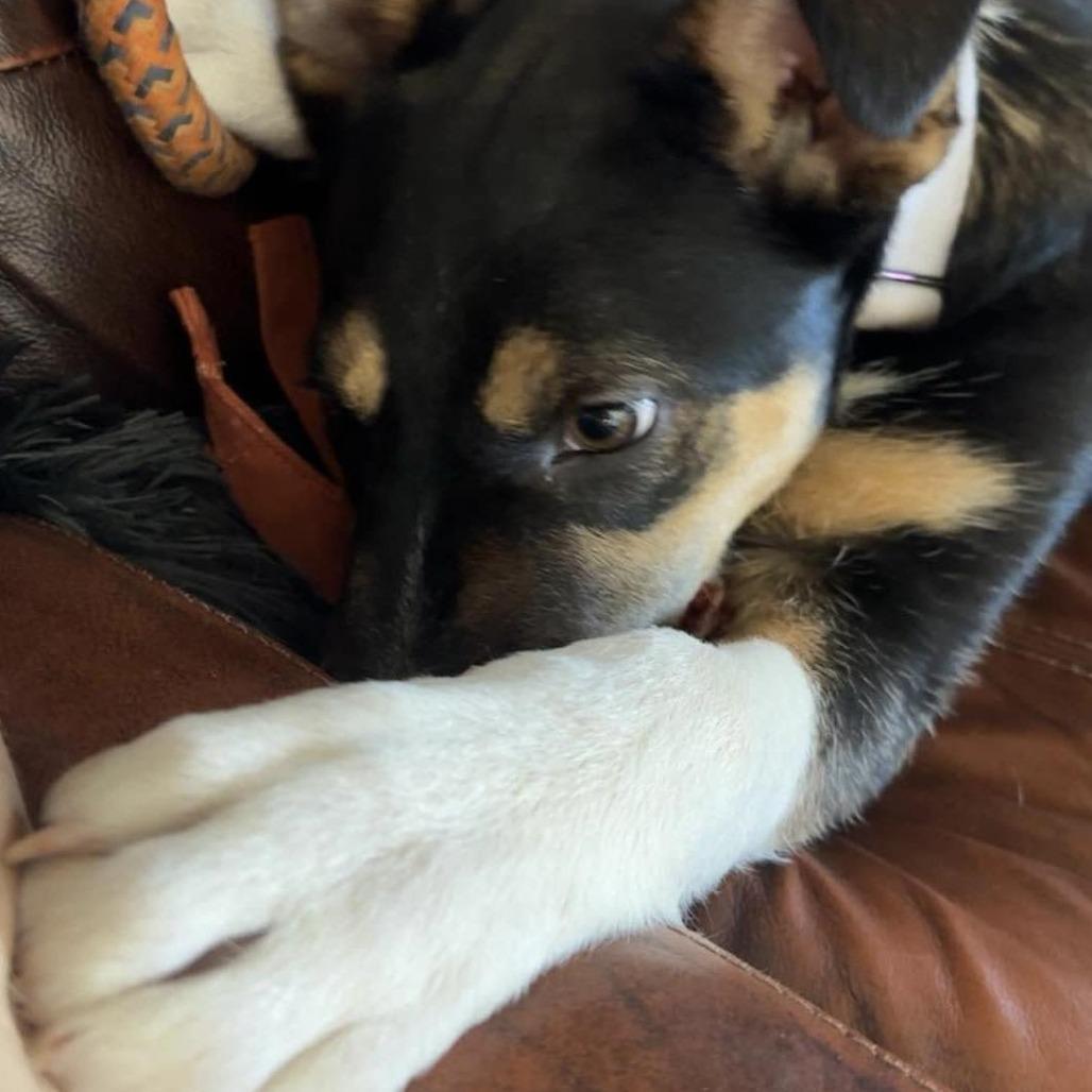 Enlarge Booth, a Adoptable Mixed Breed in Olathe, KS image 1/6