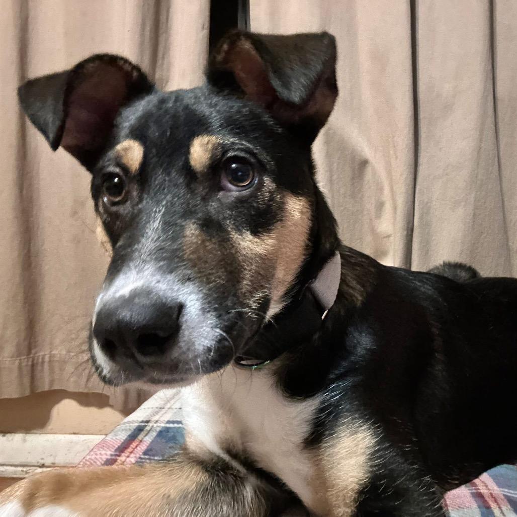 Enlarge Booth, a Adoptable Mixed Breed in Olathe, KS image 2/6