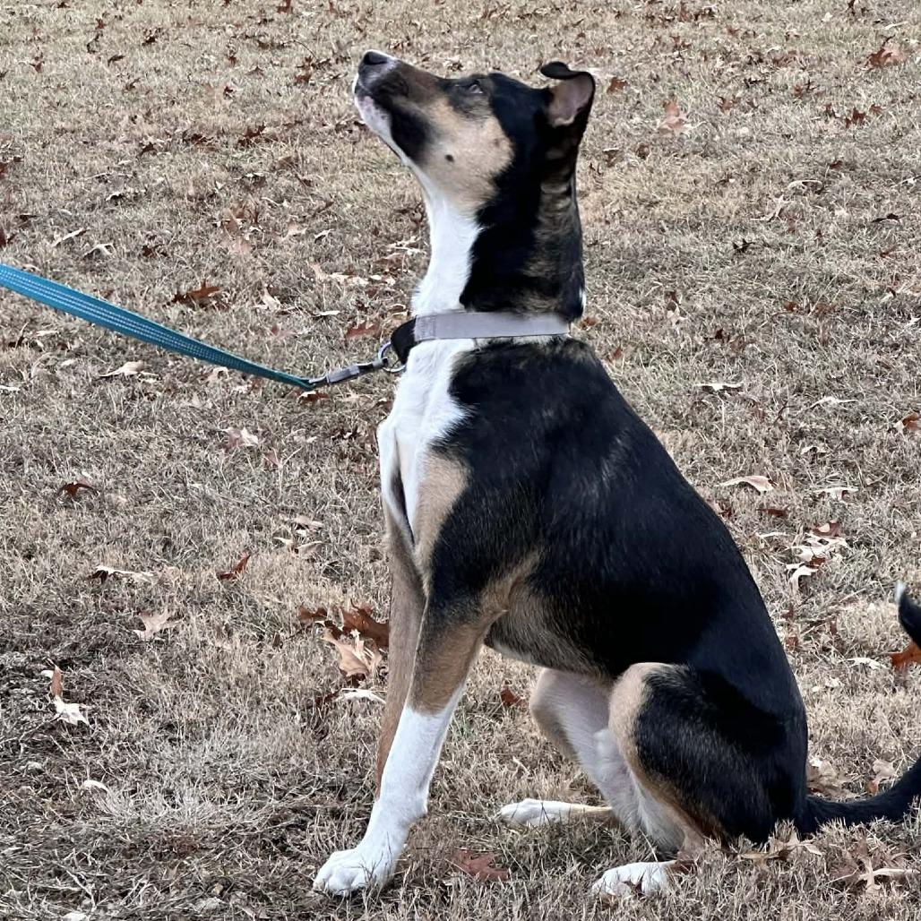 Enlarge Booth, a Adoptable Mixed Breed in Olathe, KS image 3/6