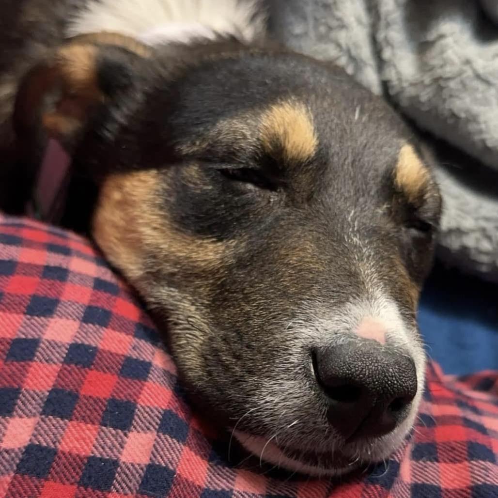 Enlarge Booth, a Adoptable Mixed Breed in Olathe, KS image 4/6