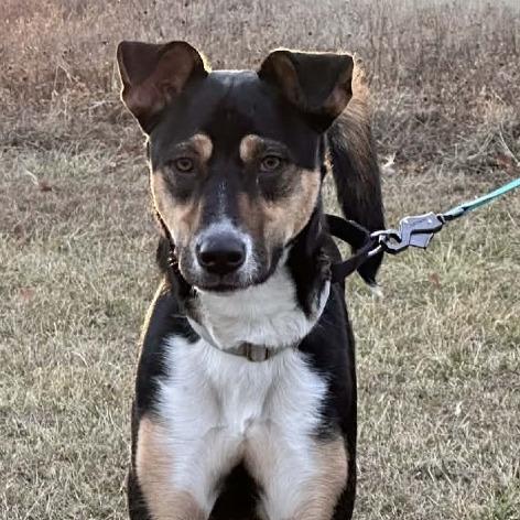Booth, a Adoptable Mixed Breed in Olathe, KS image 4/5