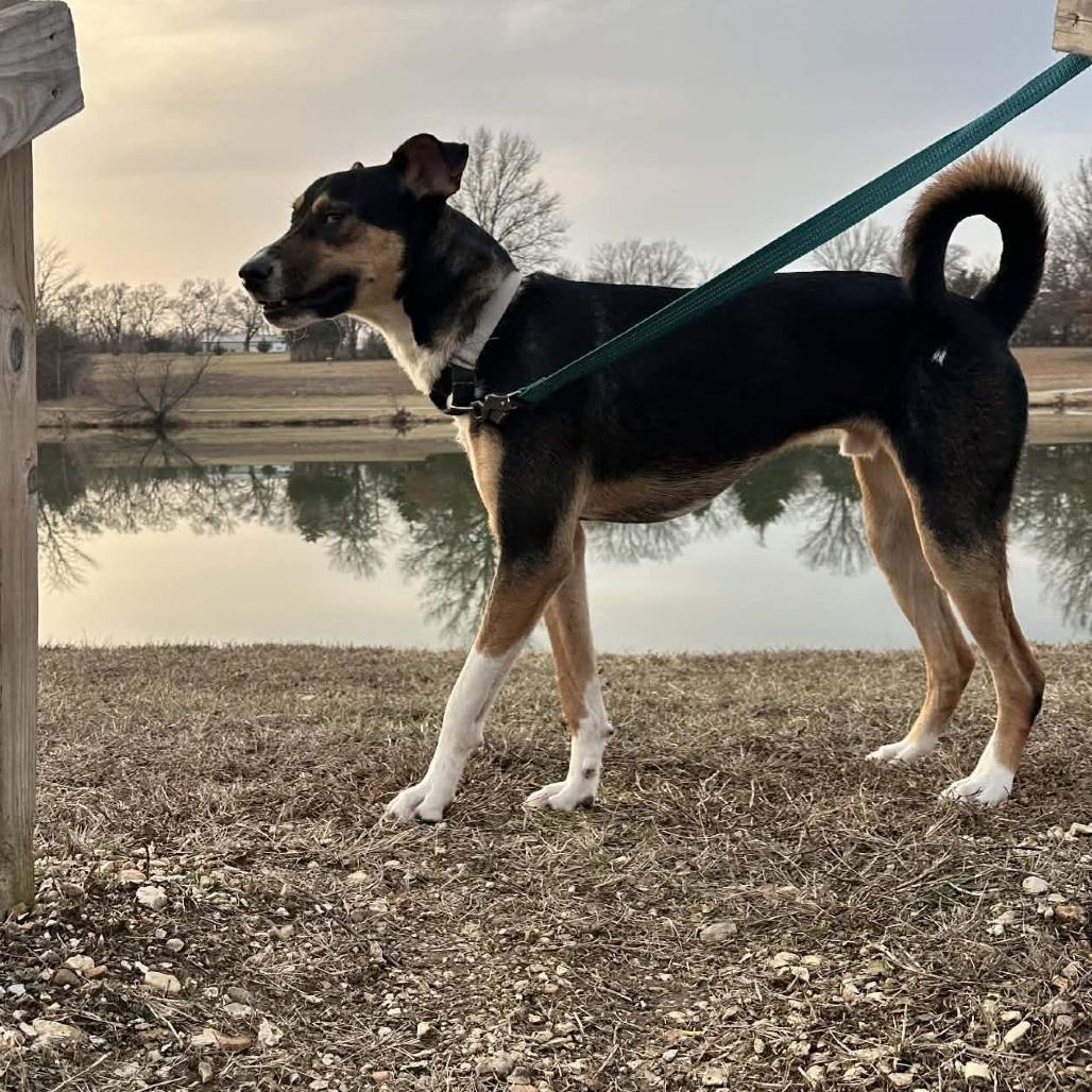 Enlarge Booth, a Adoptable Mixed Breed in Olathe, KS image 5/6