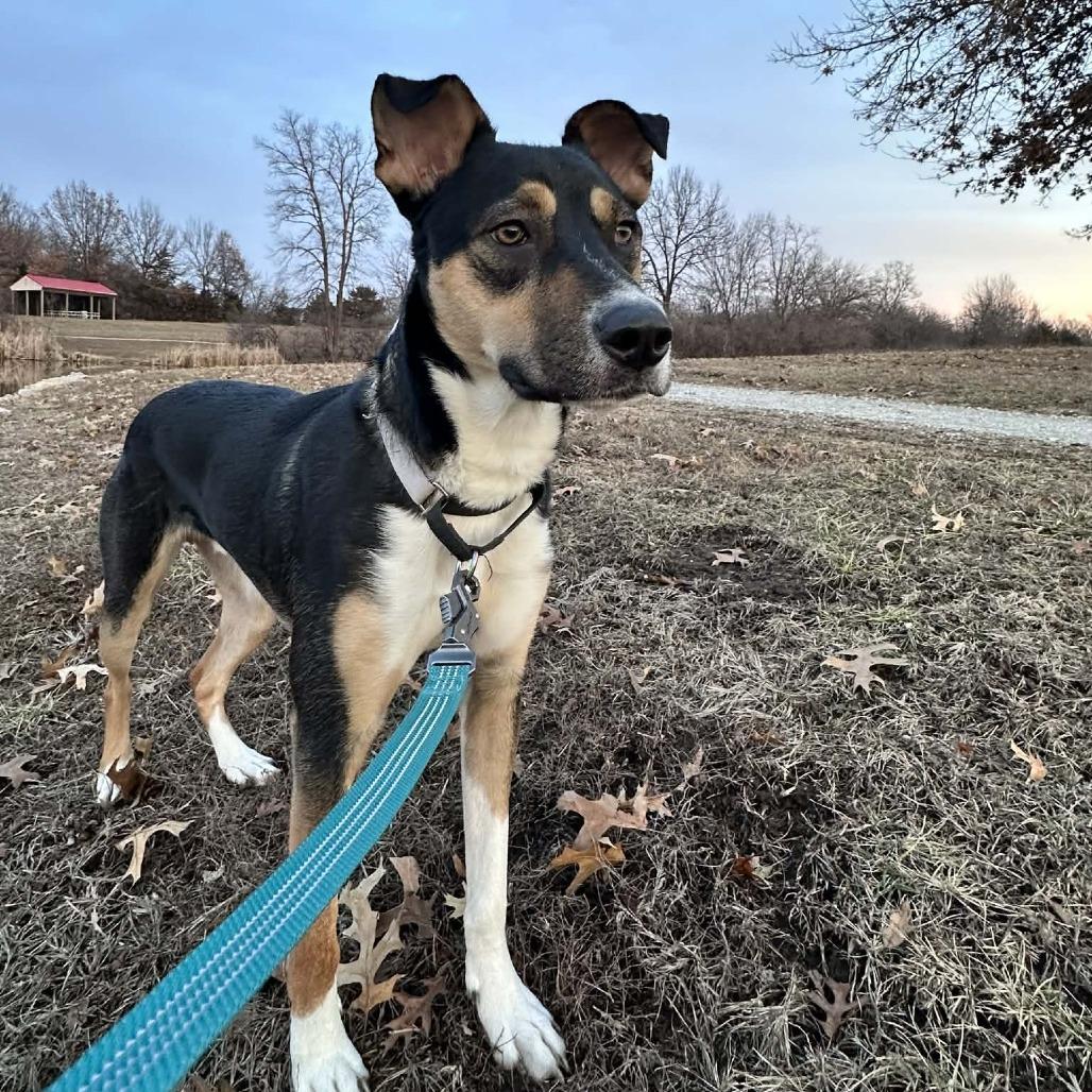 Enlarge Booth, a Adoptable Mixed Breed in Olathe, KS image 6/6