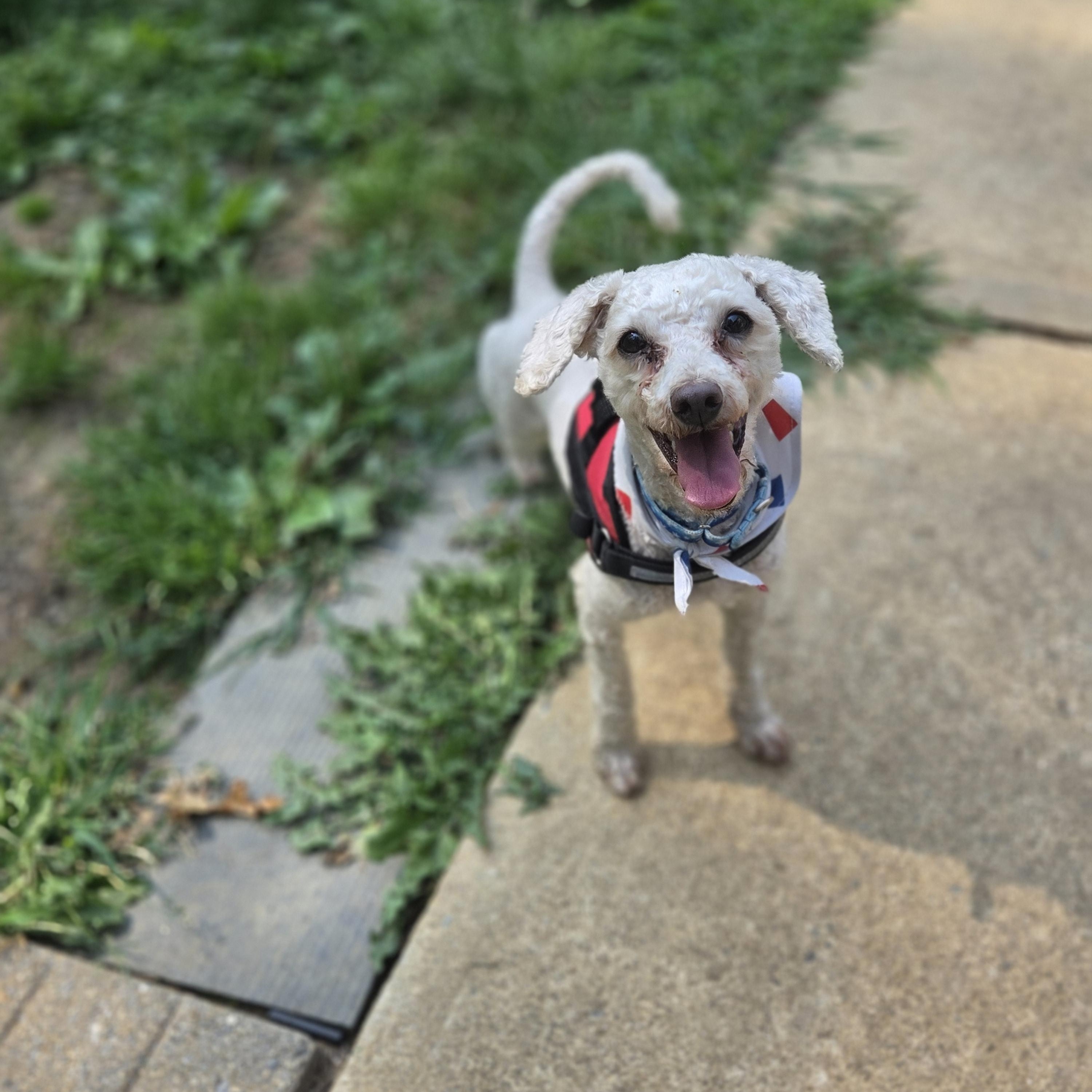 Ozzy, ADOPTABLE, Adult Male Poodle.