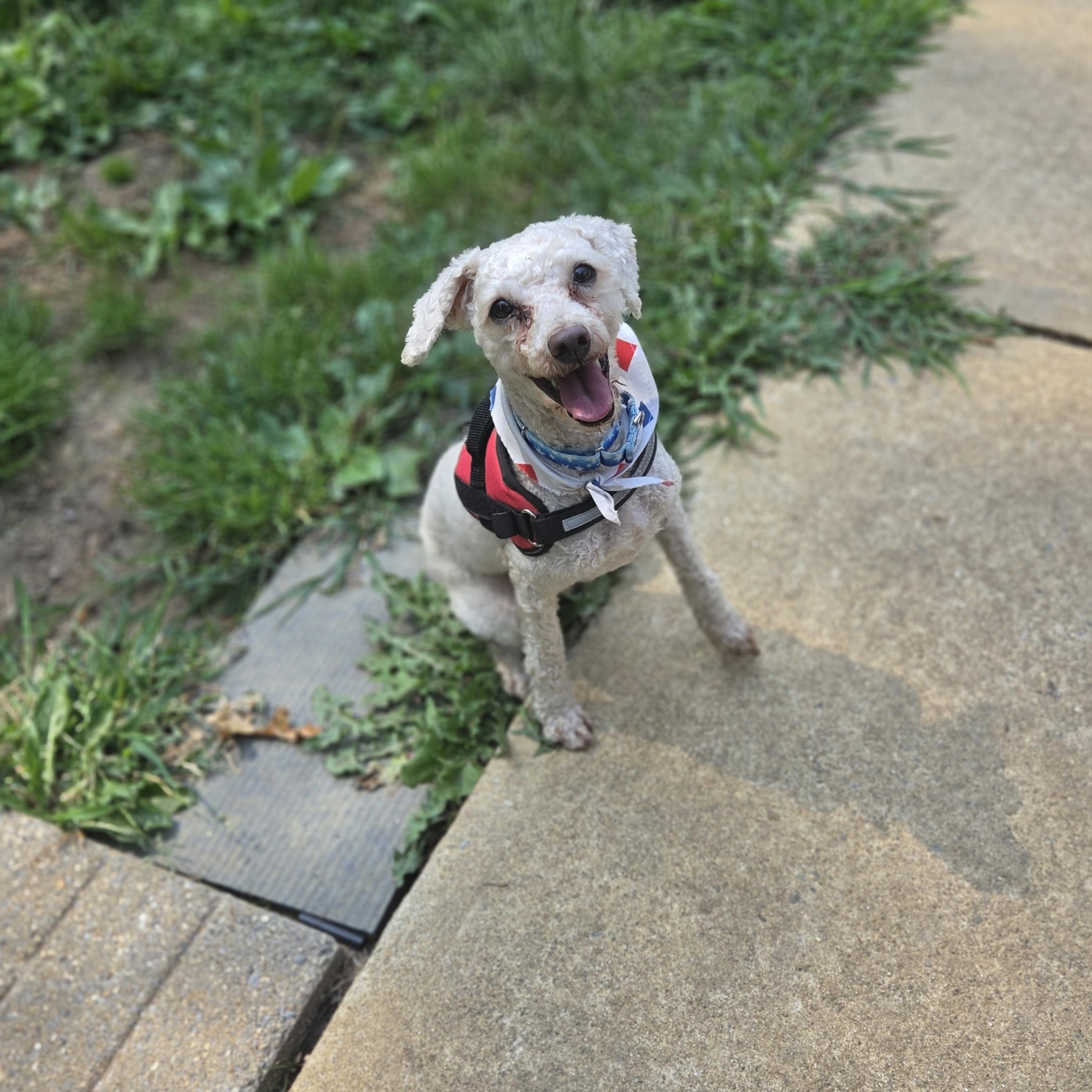 Ozzy, a ADOPTABLE Poodle in Old Bridge, NJ image 2/2