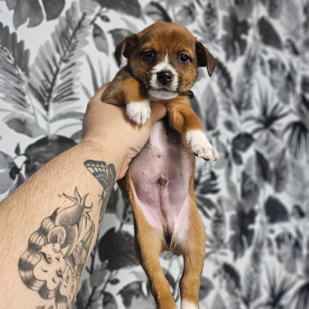 Bingo, Adoptable, Puppy Male Miniature Pinscher.