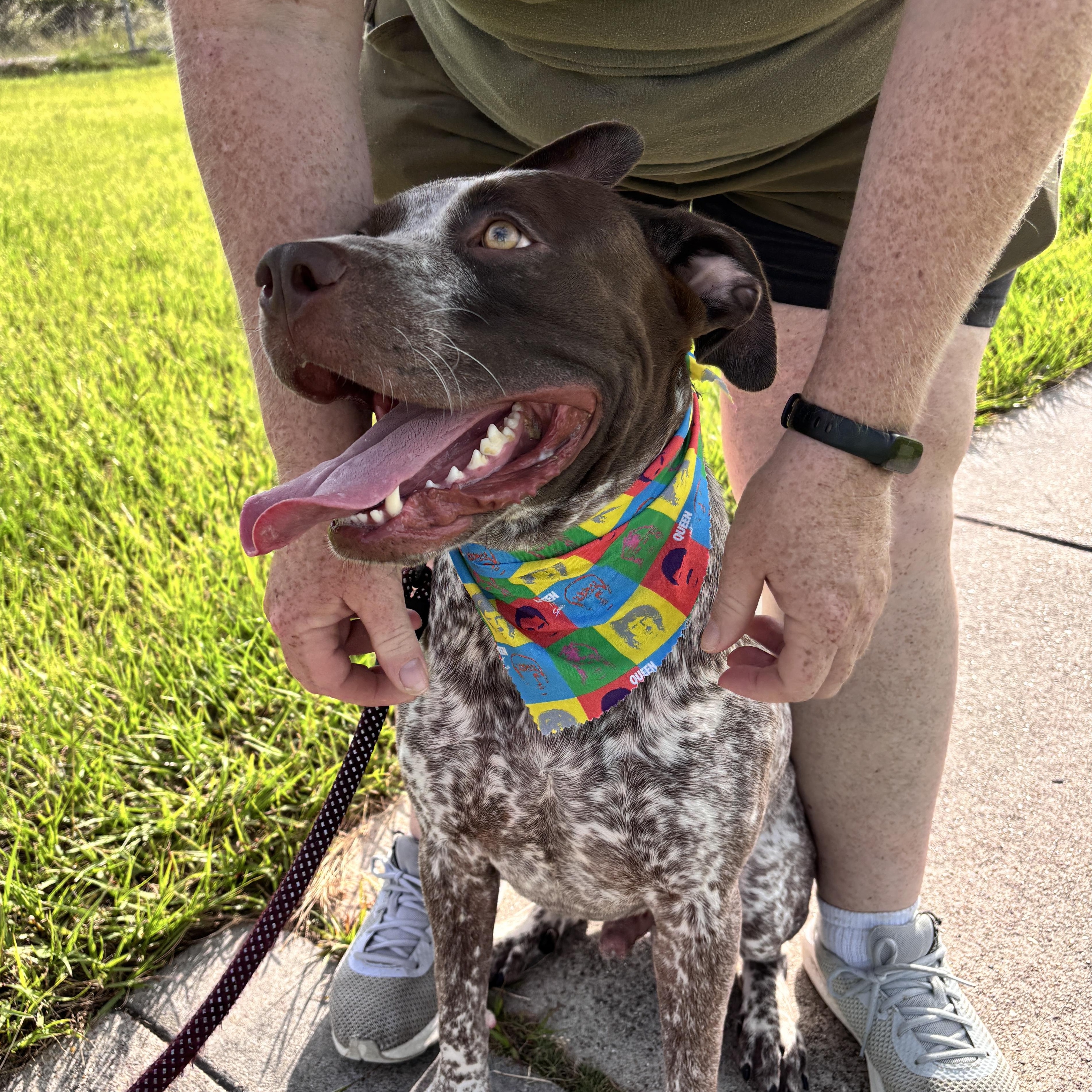 Chipper, a Adoptable mixed breed in Corpus Christi, TX image 3/6