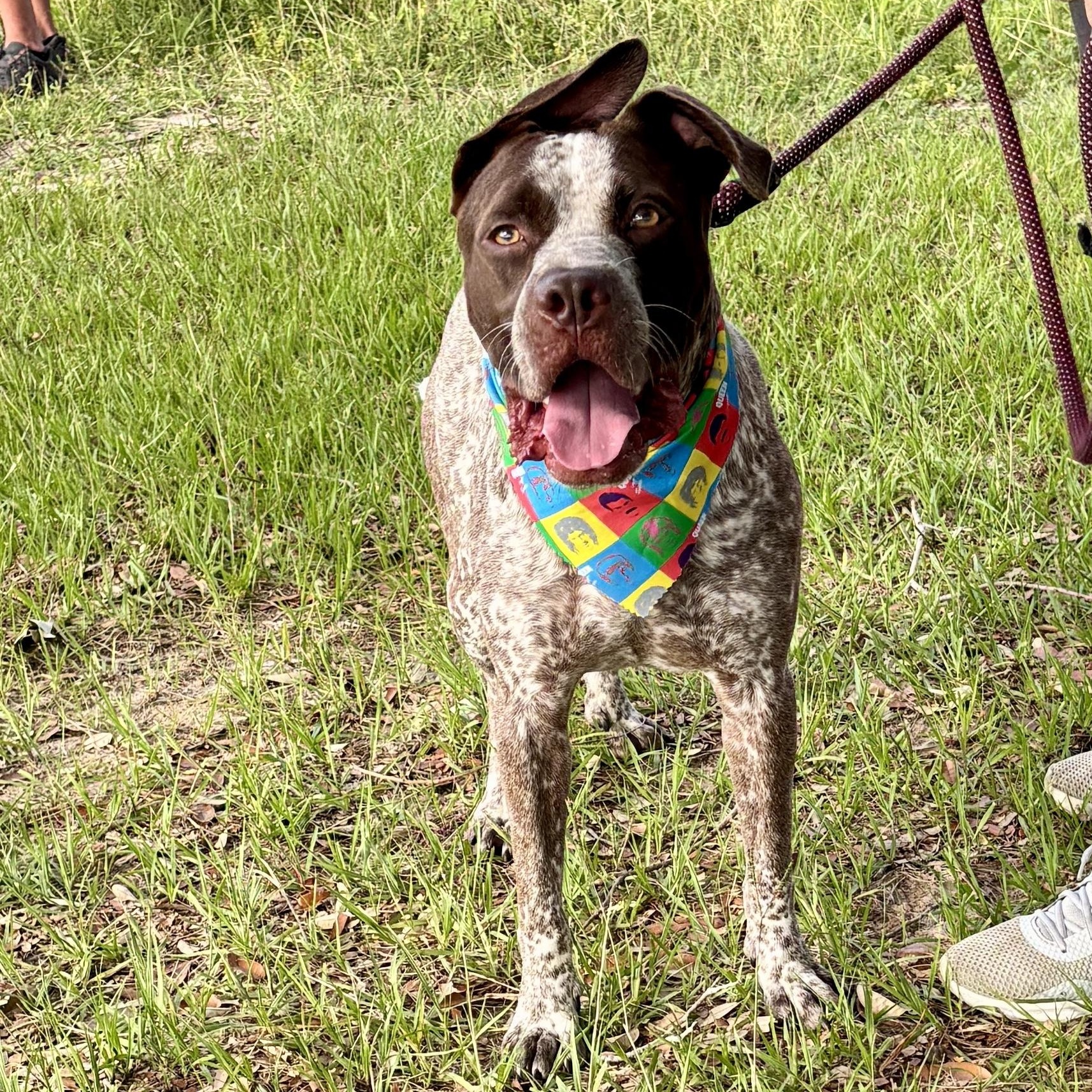 Chipper, Adoptable, Adult Male Australian Cattle Dog / Blue Heeler & Terrier.