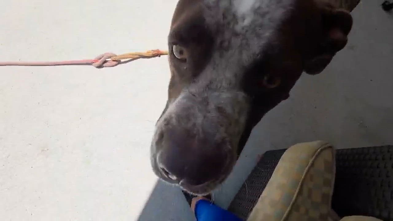 Enlarge Chipper, a Adoptable mixed breed in Corpus Christi, TX video 4/6