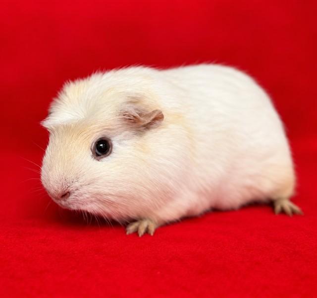 Enlarge Philip & Duke (54194/54195), a Adopted Guinea Pig in Columbia, MD image 1/2