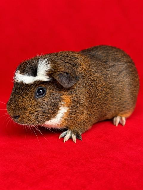 Enlarge Philip & Duke (54194/54195), a Adopted Guinea Pig in Columbia, MD image 2/2