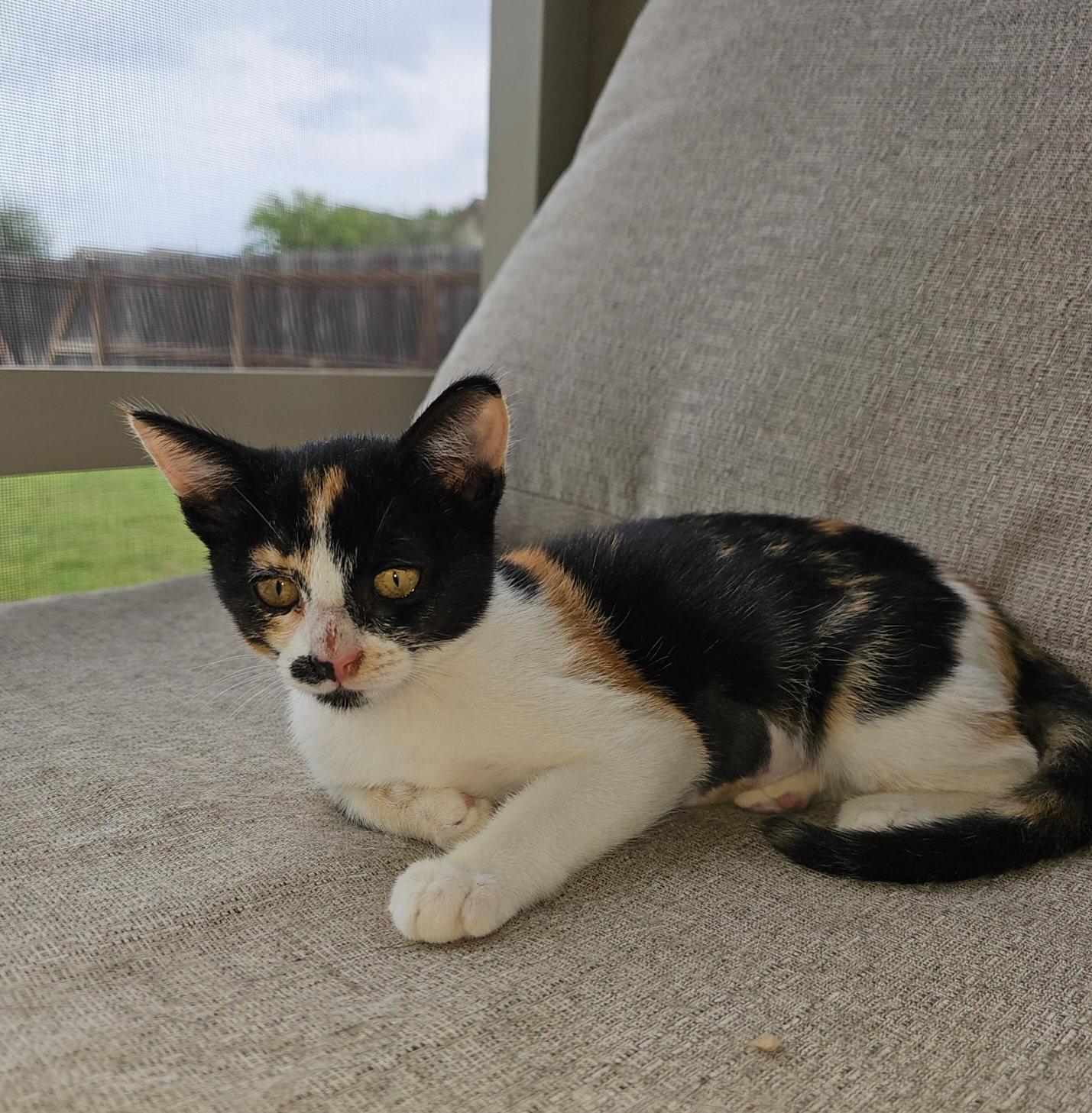 SABLE, a Adoptable Calico in San Antonio, TX image 1/3