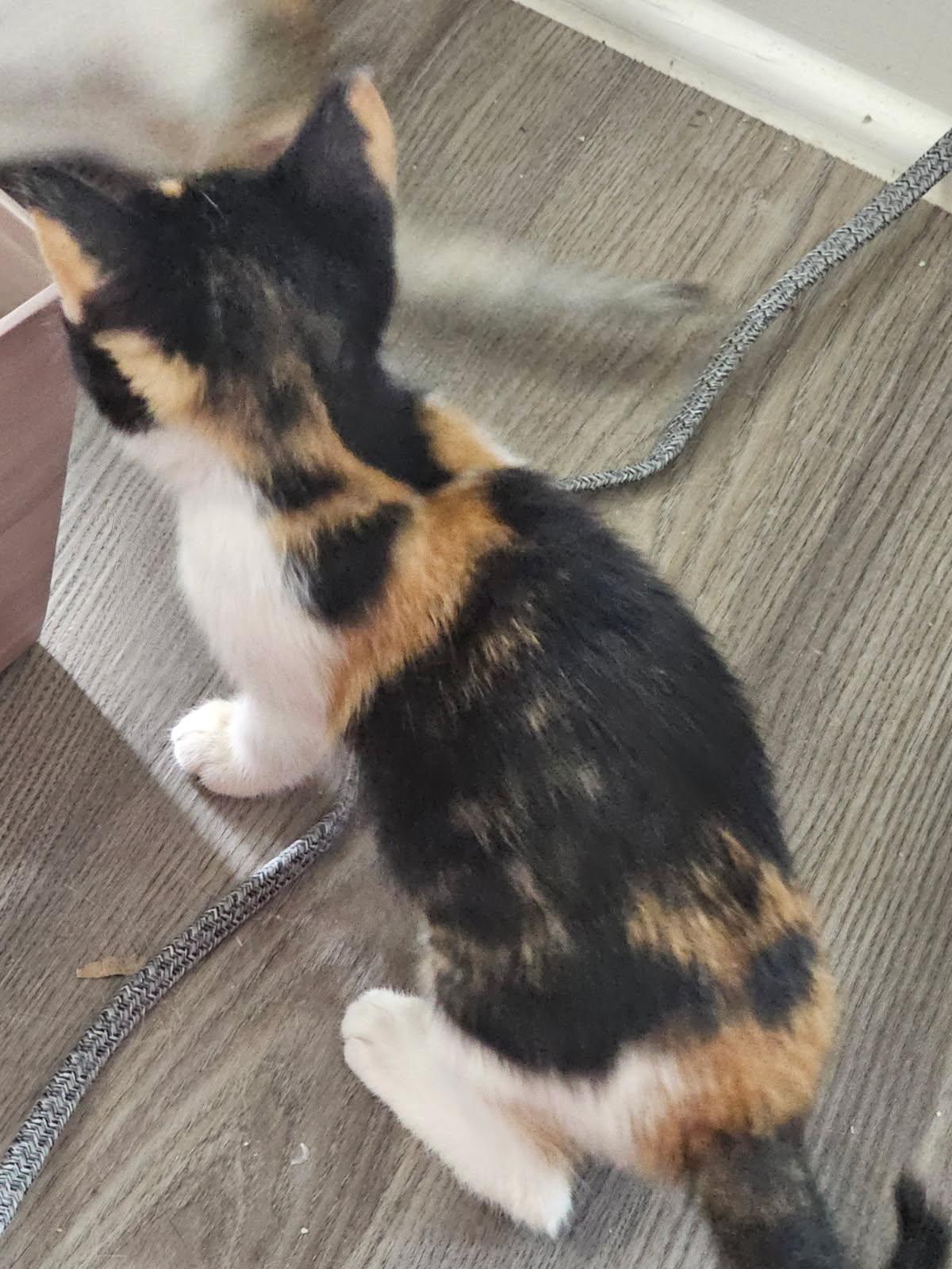 SABLE, a Adoptable Calico in San Antonio, TX image 2/3