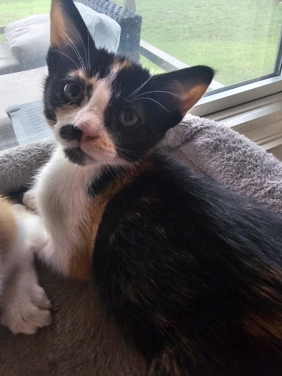 SABLE, a Adoptable Calico in San Antonio, TX image 3/3
