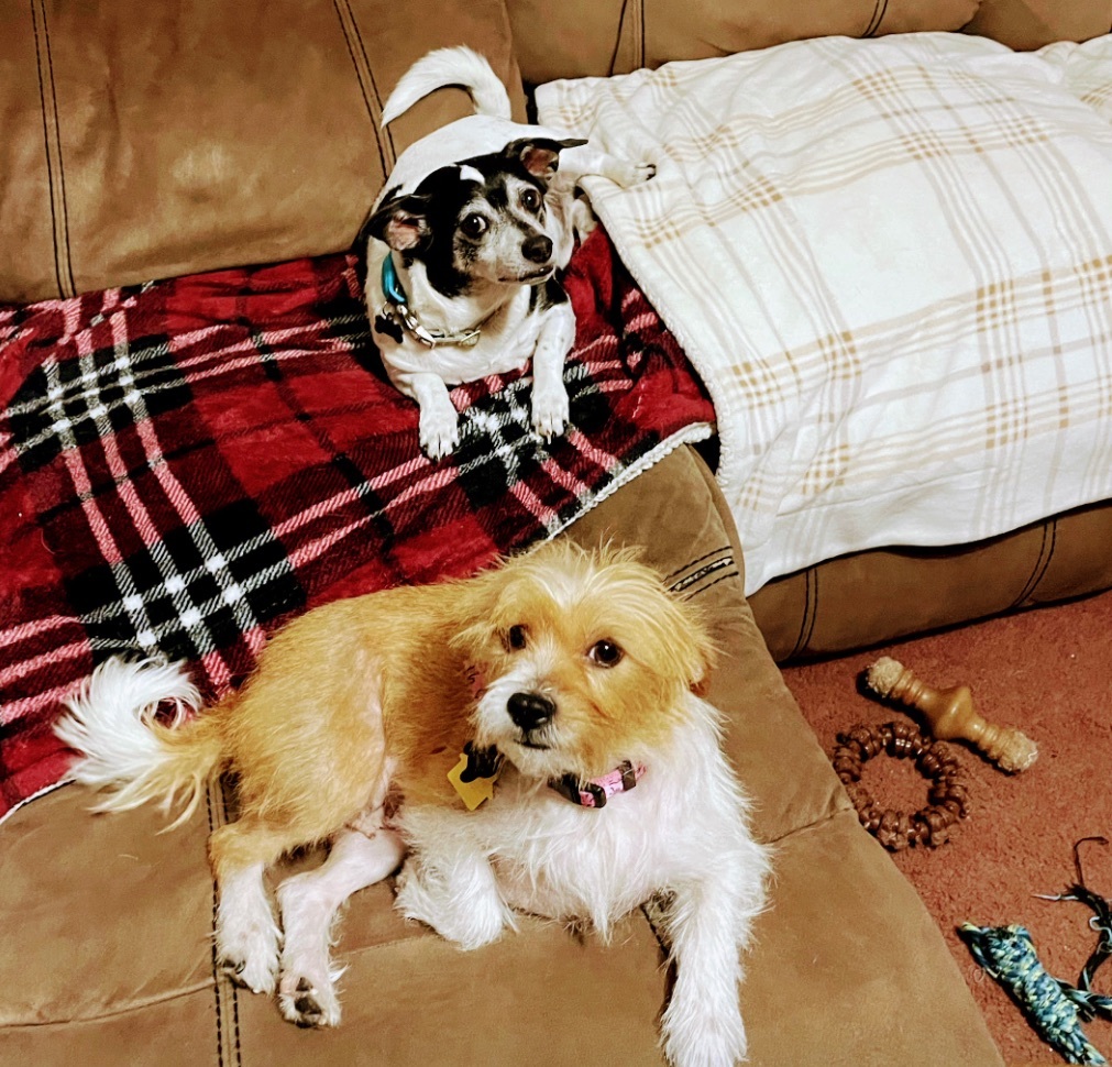 Grace, Adopted, Adult Female Schnauzer & Border Terrier.