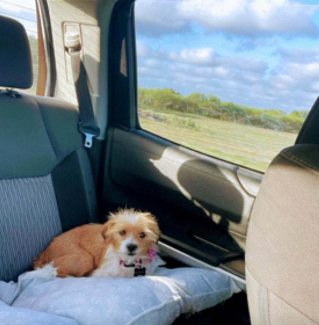 Enlarge Grace, a Adopted mixed breed in Inez, TX image 2/19