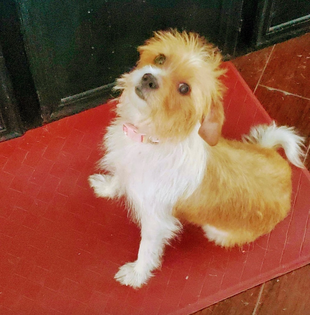 Enlarge Grace, a Adopted mixed breed in Inez, TX image 3/19