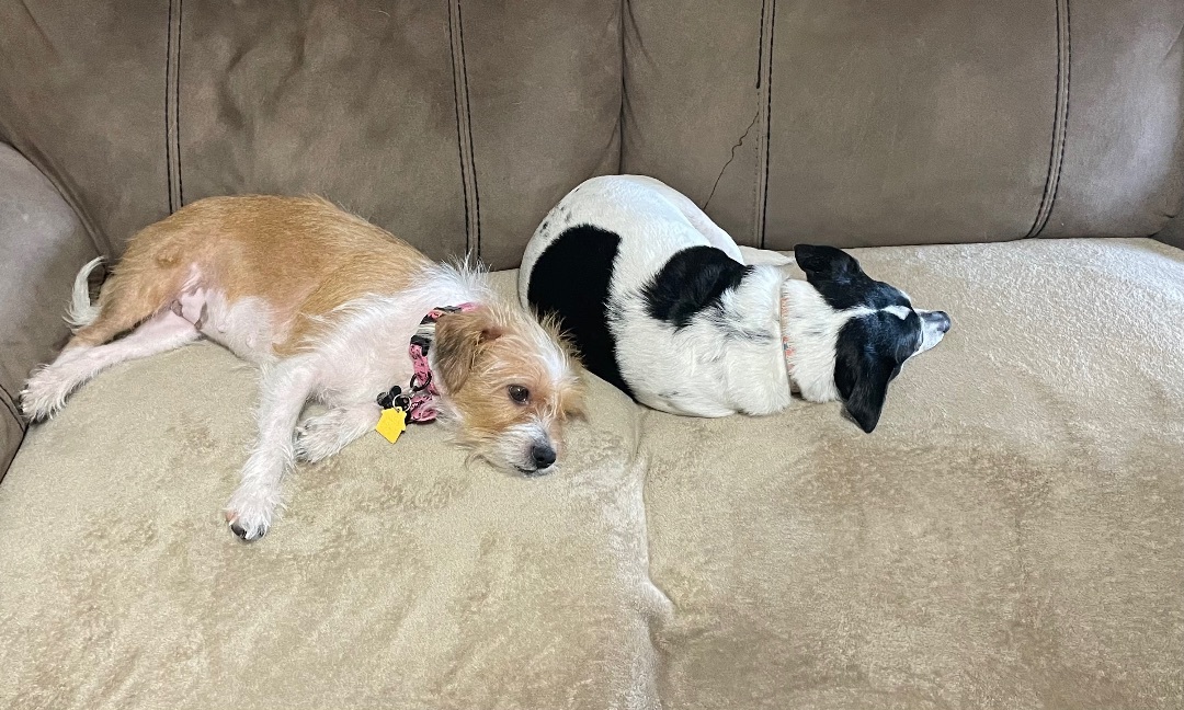 Enlarge Grace, a Adopted mixed breed in Inez, TX image 4/19