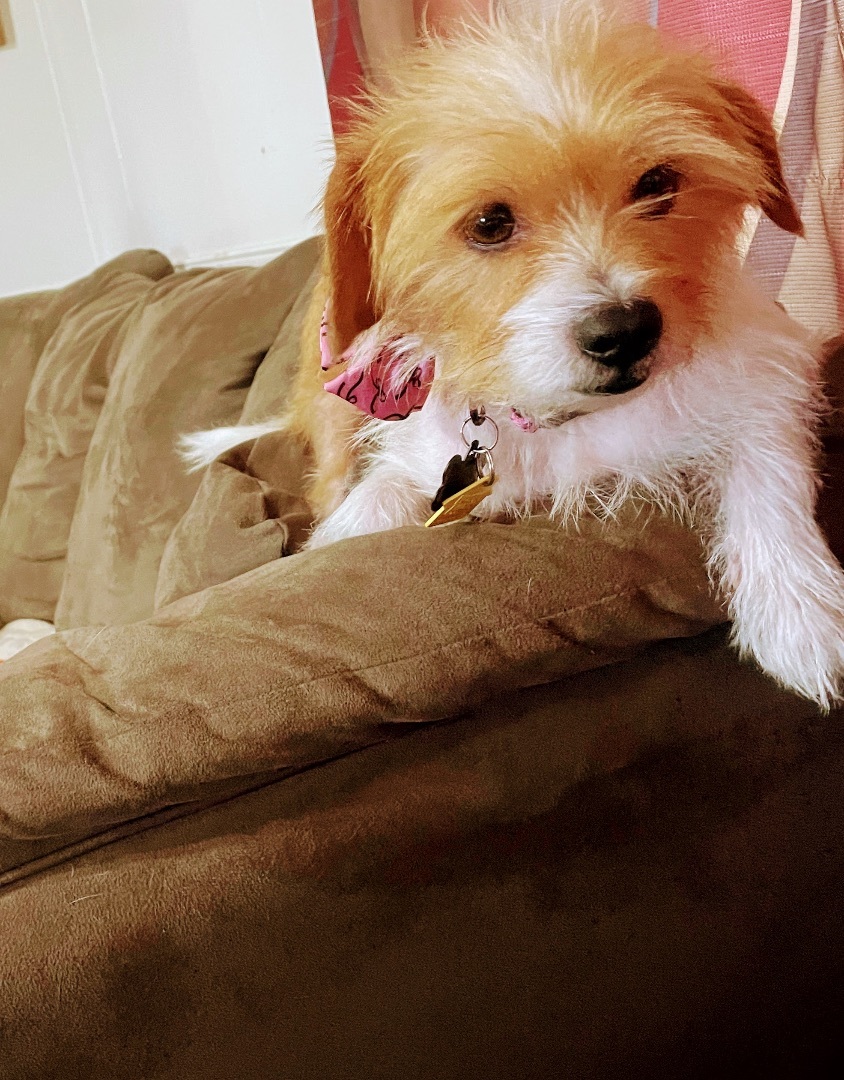 Enlarge Grace, a Adopted mixed breed in Inez, TX image 5/19