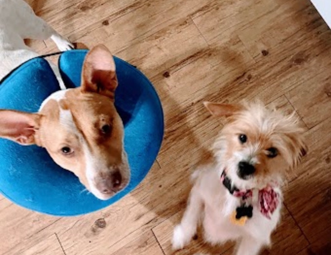 Enlarge Grace, a Adopted mixed breed in Inez, TX image 6/19