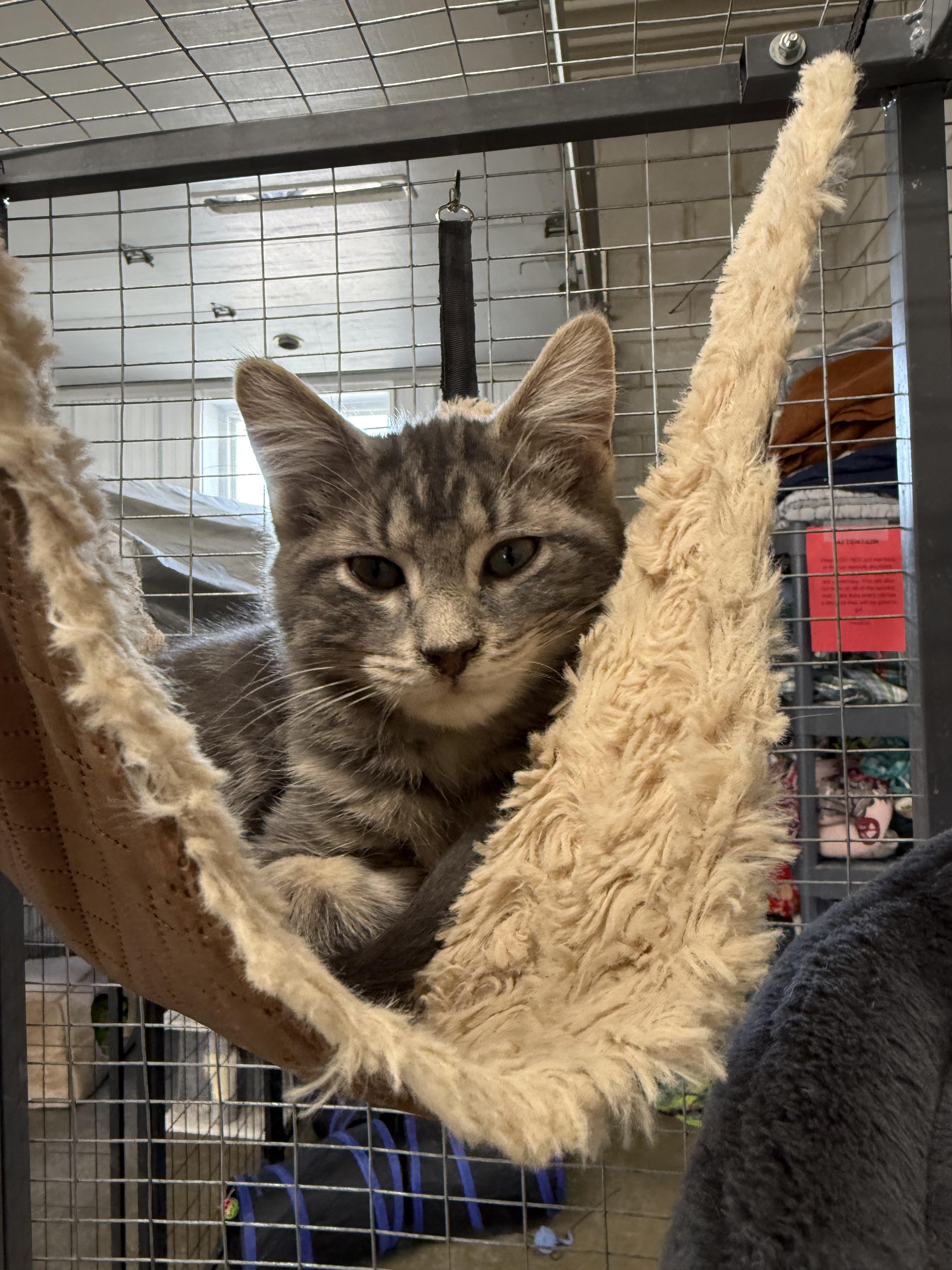Enlarge Steven & Jeremiah, a Adoptable Domestic Short Hair in Winamac, IN image 1/2