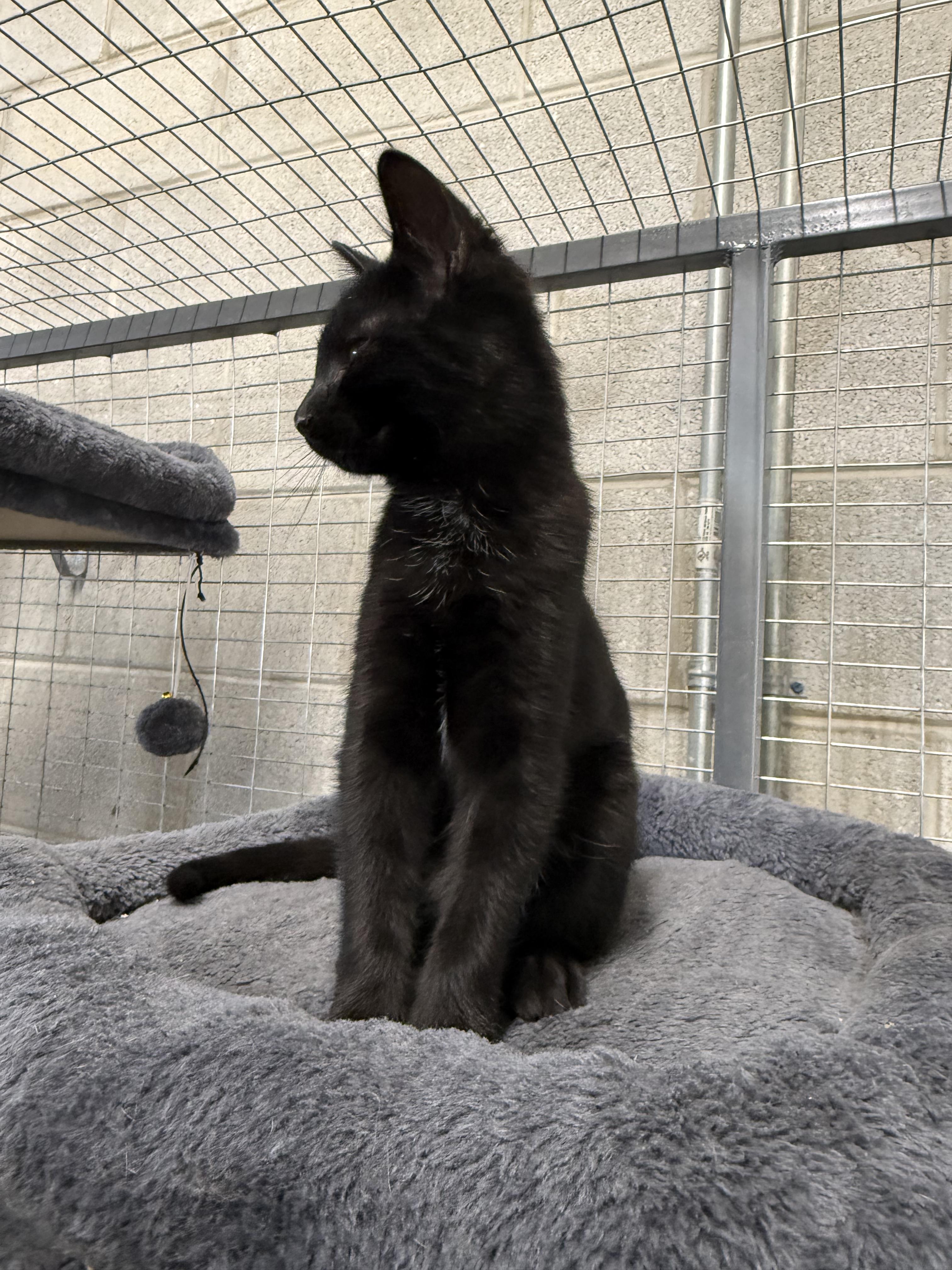 Enlarge Steven & Jeremiah, a Adoptable Domestic Short Hair in Winamac, IN image 2/2