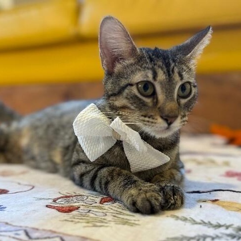 Velvet Wonka — thumbnail 3