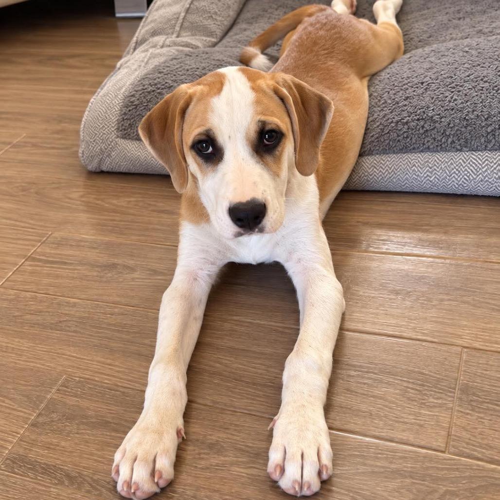 Enlarge Jordan, a Adoptable mixed breed in Phoenix, AZ image 1/5