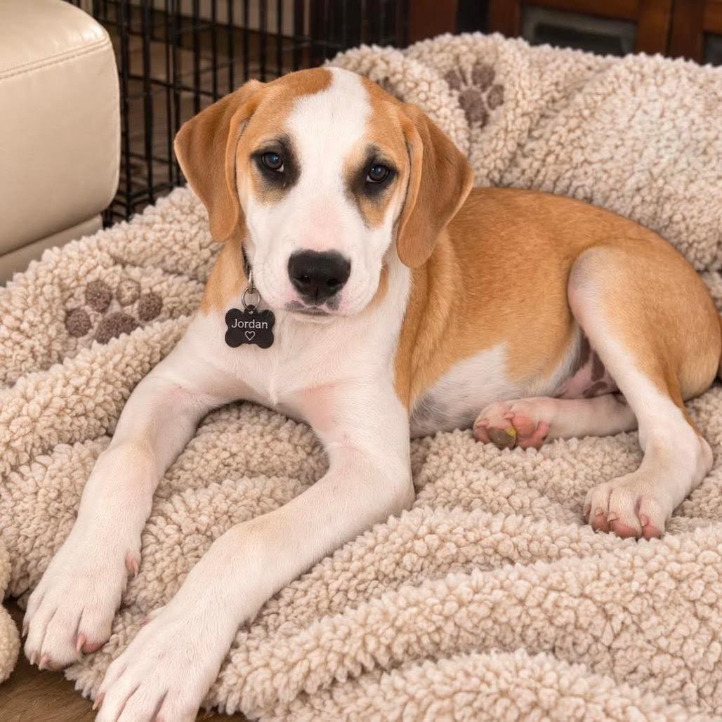 Enlarge Jordan, a Adoptable mixed breed in Phoenix, AZ image 4/5