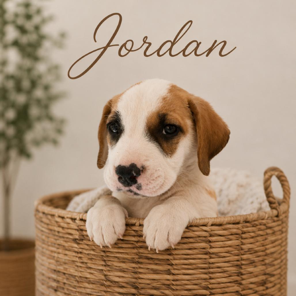 Enlarge Jordan, a Adoptable mixed breed in Phoenix, AZ image 5/5