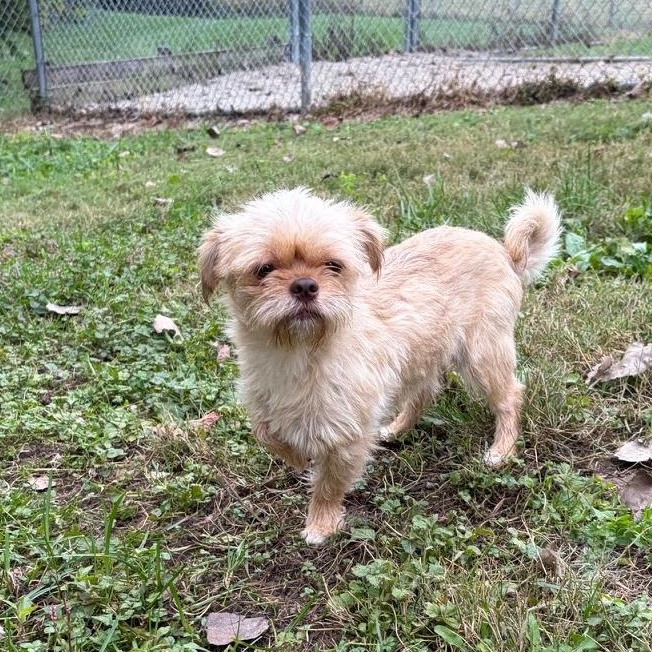 Enlarge SPARKY, a Adopted mixed breed in Wilmington, OH image 3/4