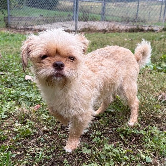 SPARKY, Adoptable, Young Male Yorkshire Terrier & Poodle (Toy).