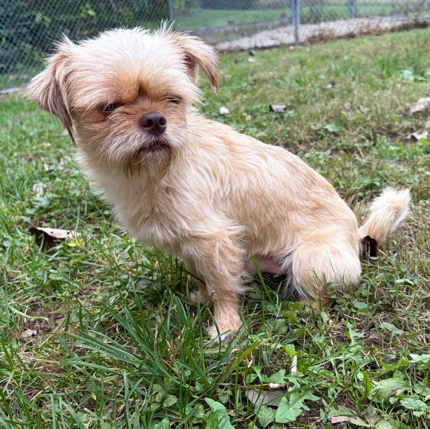Enlarge SPARKY, a Adopted mixed breed in Wilmington, OH image 2/4