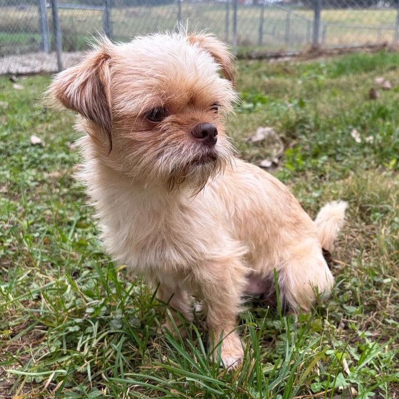 Enlarge SPARKY, a Adopted mixed breed in Wilmington, OH image 4/4