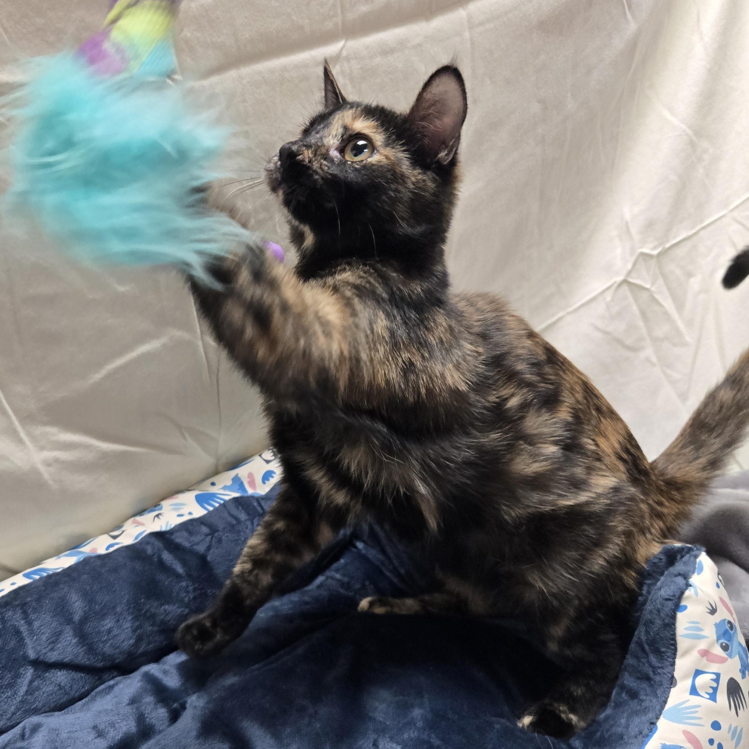 Enlarge Tubi, a Adoptable Domestic Short Hair in Richmond, KY image 2/6