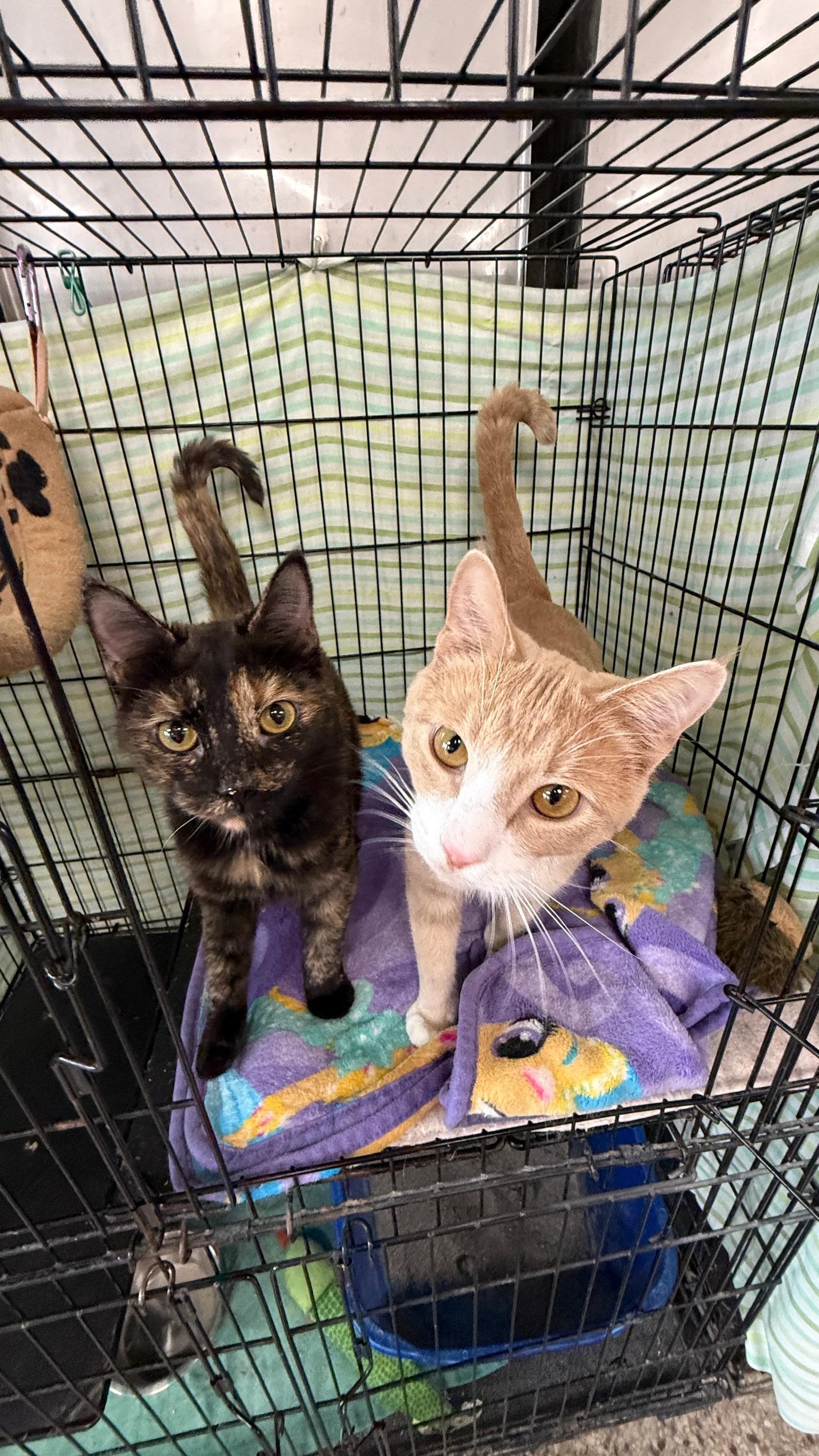 Enlarge Tubi, a Adoptable Domestic Short Hair in Richmond, KY image 4/6