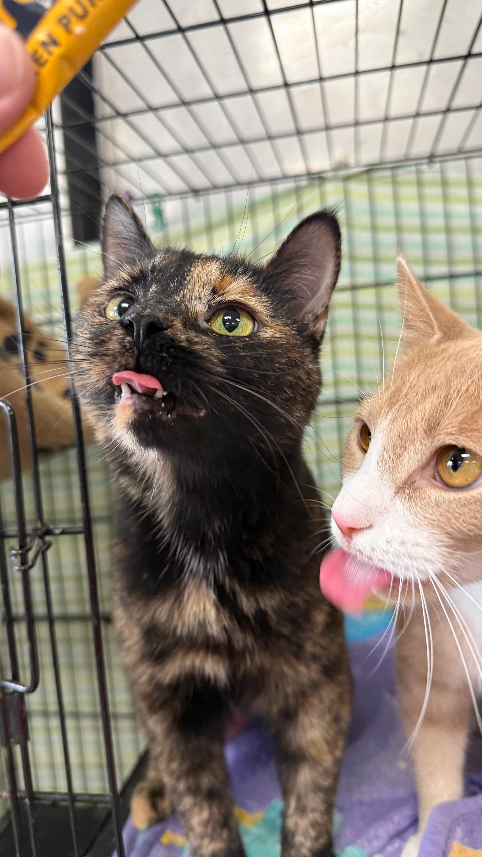 Enlarge Tubi, a Adoptable Domestic Short Hair in Richmond, KY image 5/6