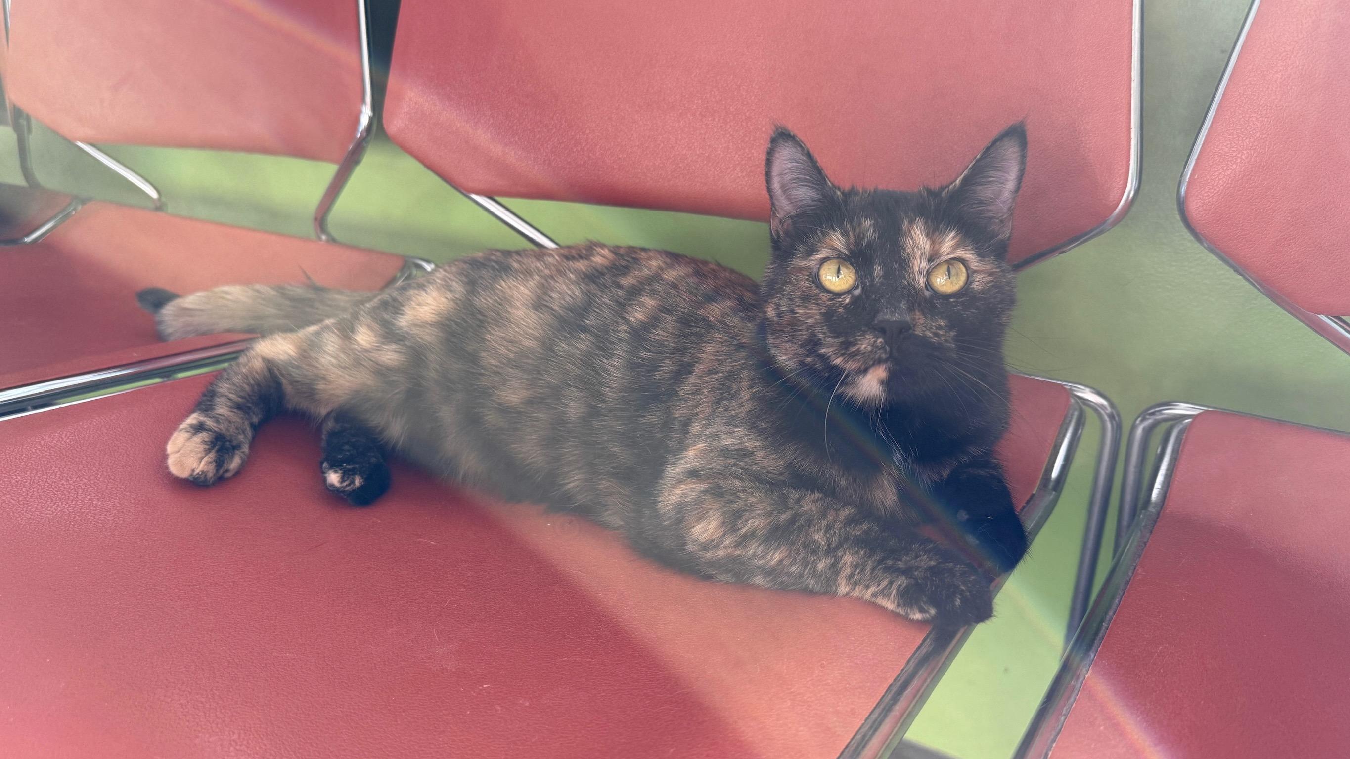 Enlarge Tubi, a Adoptable Domestic Short Hair in Richmond, KY image 6/6