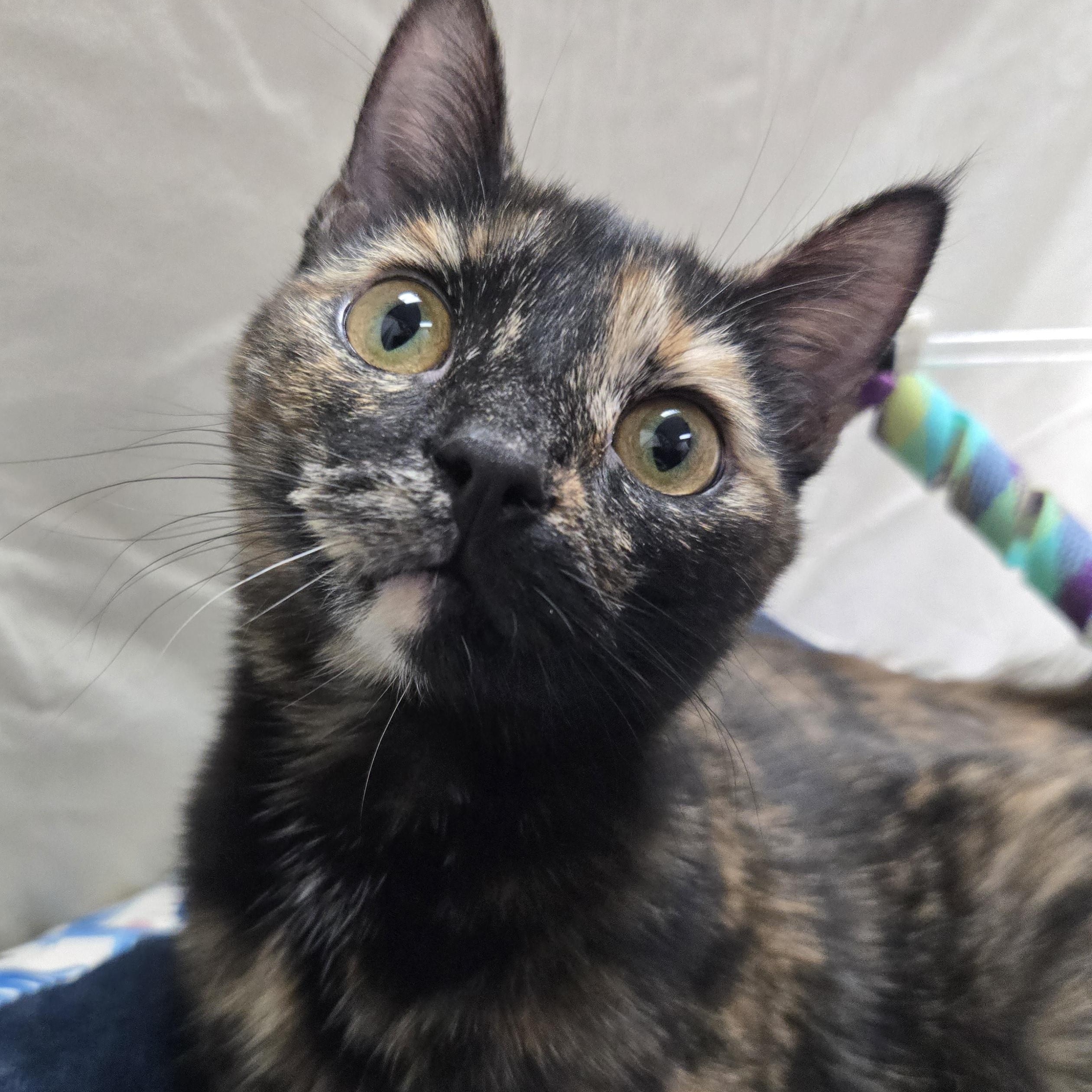 Enlarge Tubi, a Adoptable Domestic Short Hair in Richmond, KY image 1/6