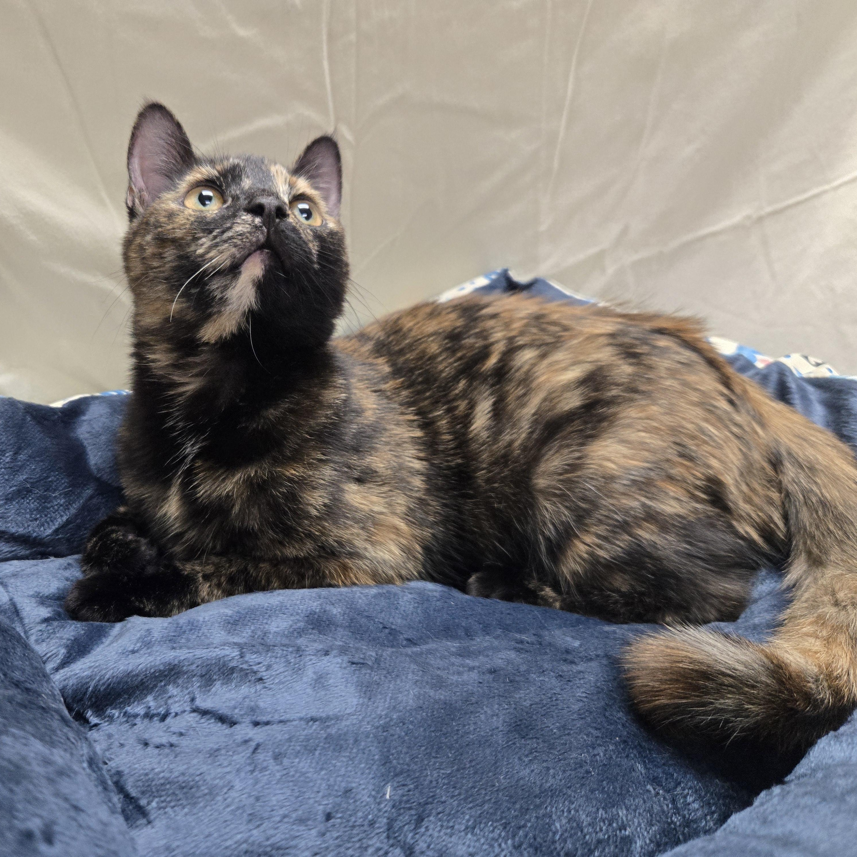 Enlarge Tubi, a Adoptable Domestic Short Hair in Richmond, KY image 3/6