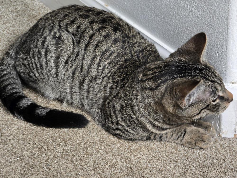 Enlarge Purr-mes, a Adoptable mixed breed in Bellingham, WA image 3/4