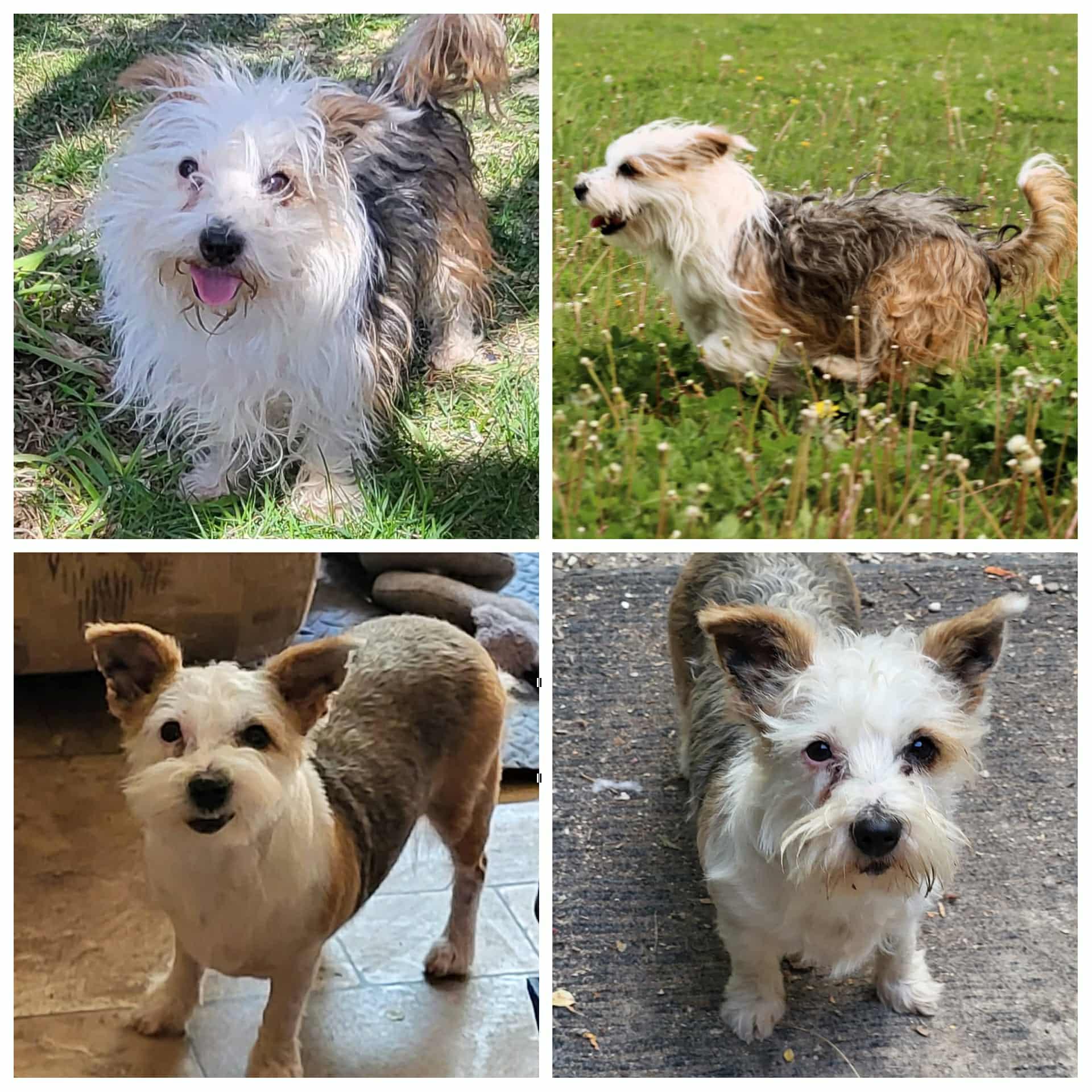 Bubbles, a Adoptable mixed breed in Winnipeg, MB image 2/5