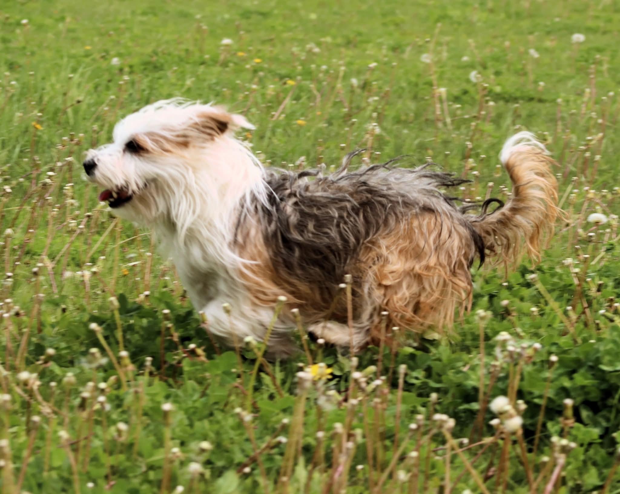 Bubbles, an adoptable West Highland White Terrier / Westie in Winnipeg, MB, R3J 1W8 | Photo Image 4