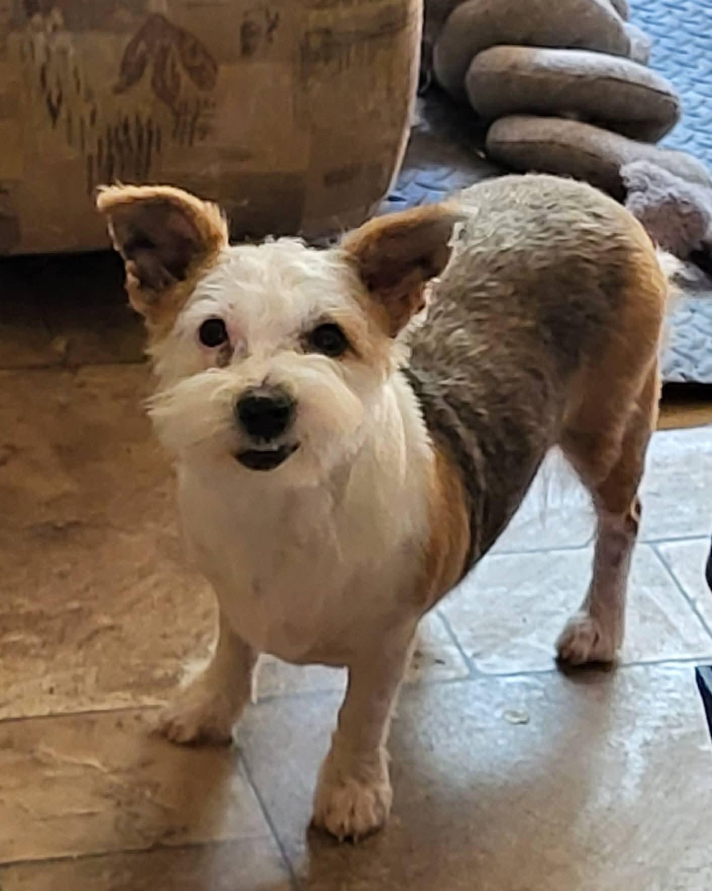 Bubbles, a Adoptable mixed breed in Winnipeg, MB image 4/5