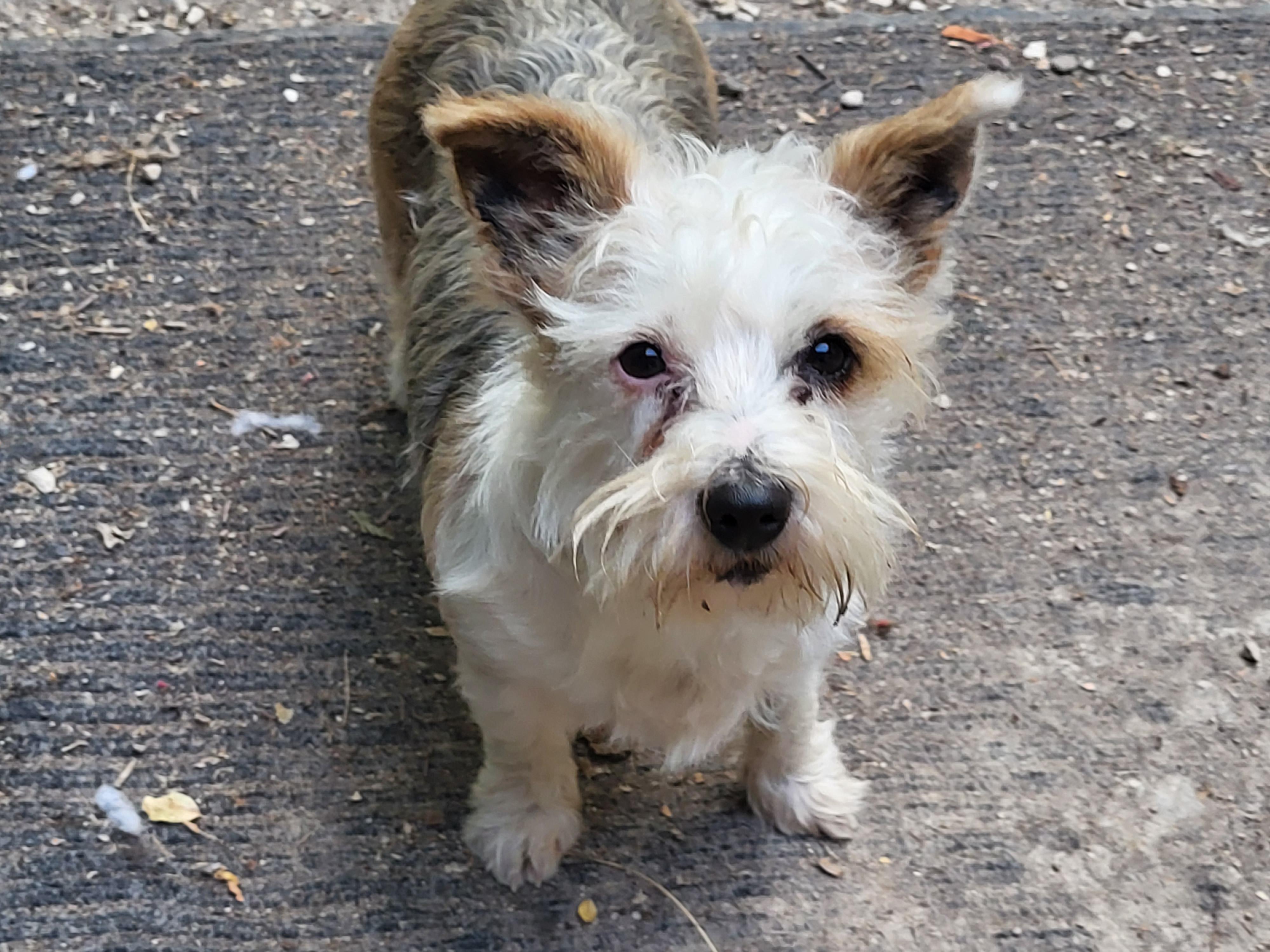 Bubbles, a Adoptable mixed breed in Winnipeg, MB image 5/5