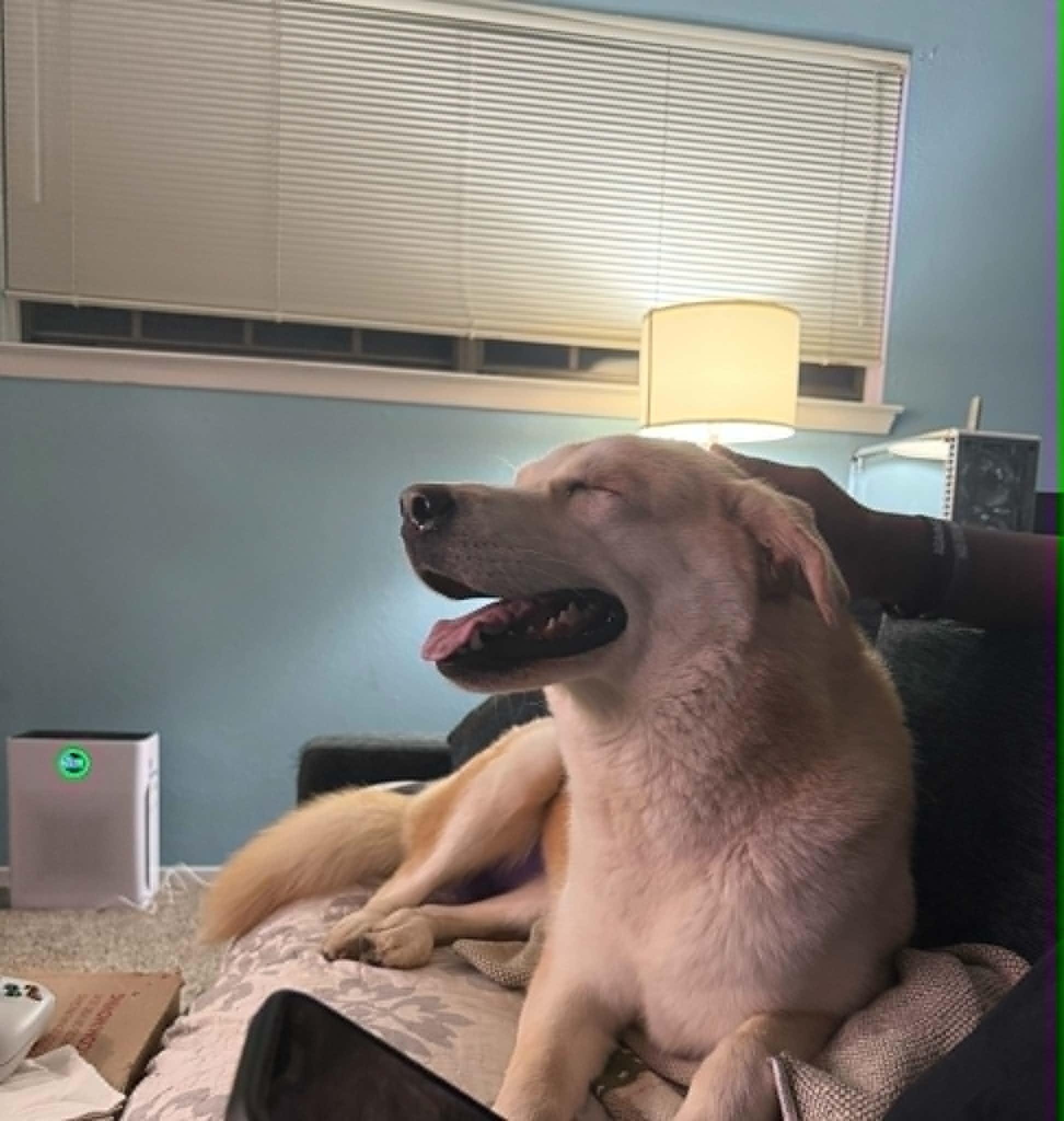 Enlarge Lily, a ADOPTABLE mixed breed in Temple, TX image 5/5