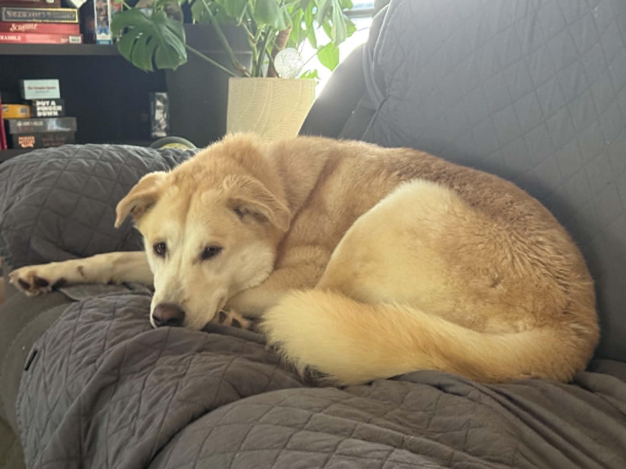 Lily, adopted, Adult Female Labrador Retriever.