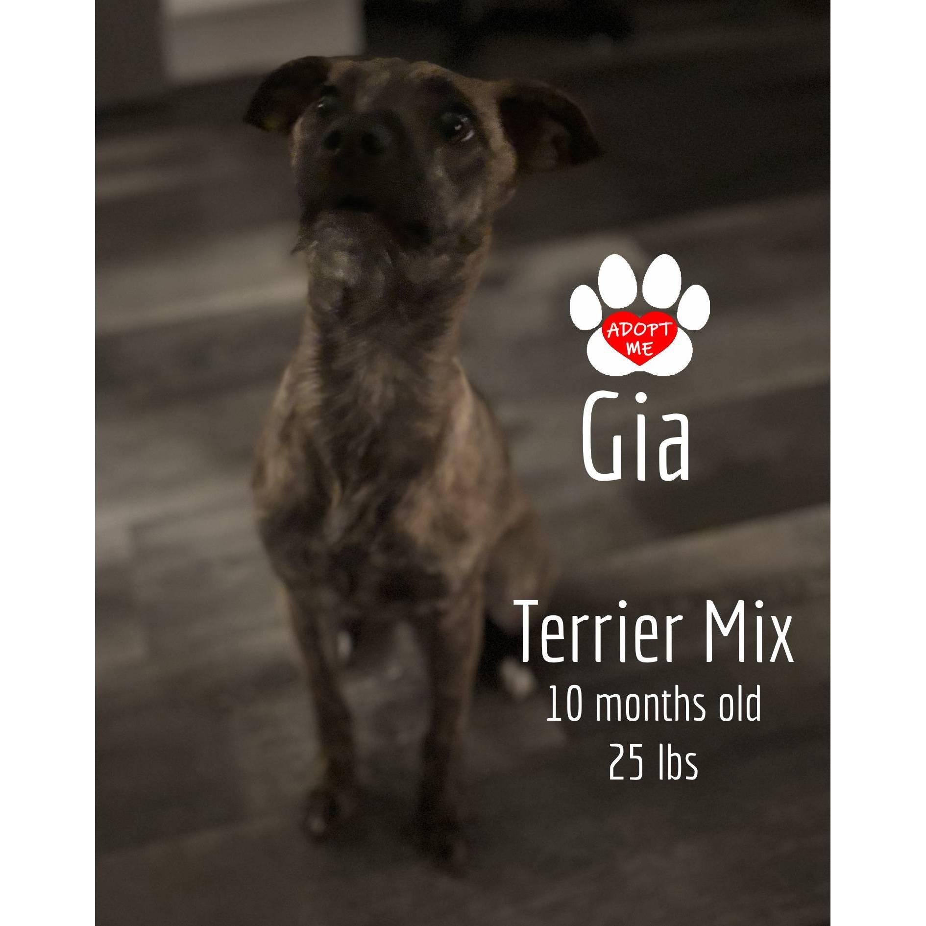 Gia, a Adoptable mixed breed image 3/6