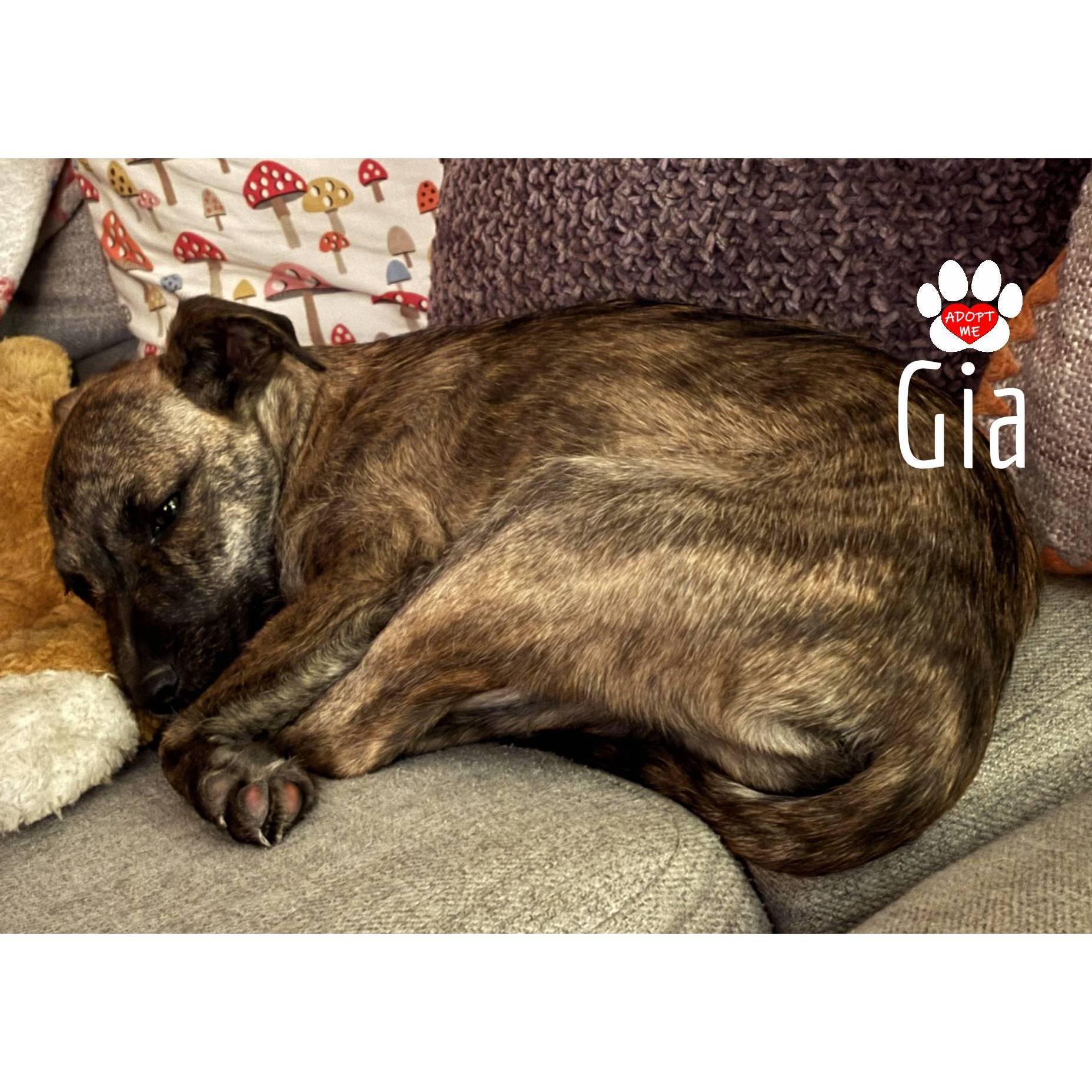 Gia, a Adoptable mixed breed image 4/6