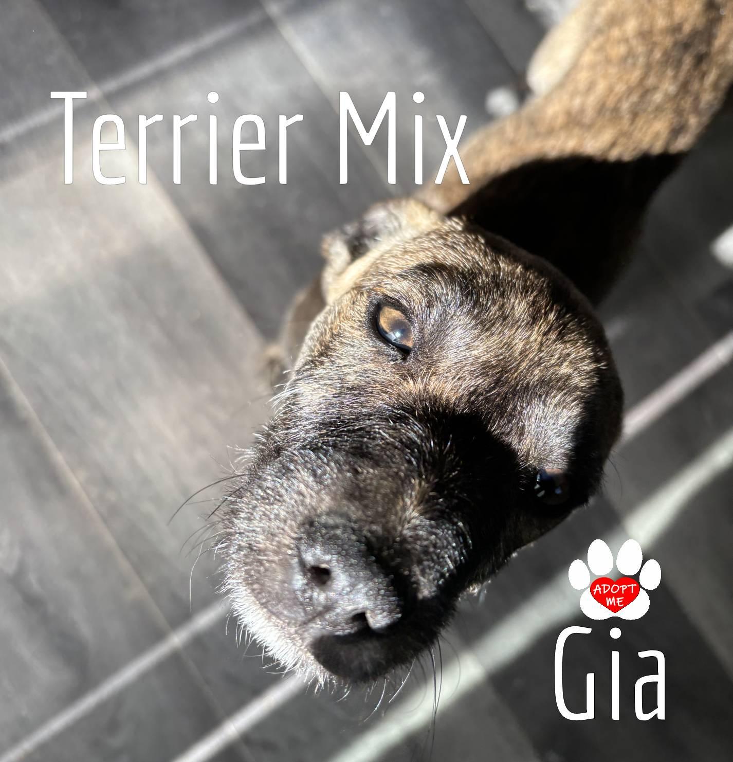 Gia, a Adoptable mixed breed image 5/6